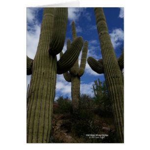 Trois cactus géants de Saguaro avec le ciel bleu