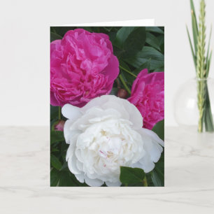Trois carte pour notes de pivoines