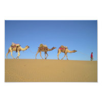 Trois chameaux dans le désert Poster