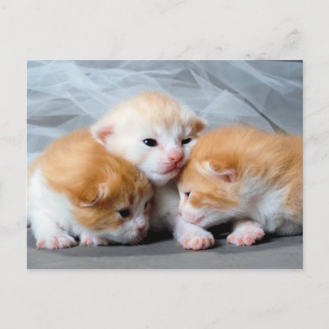 Trois chatons mignon carte postale photo (Devant)