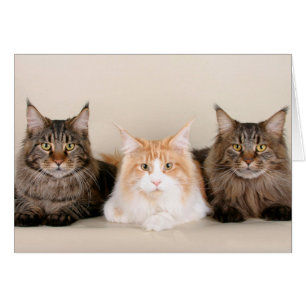 Trois chats à coon du Maine