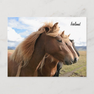 Trois chevaux dans une rangée Carte postale