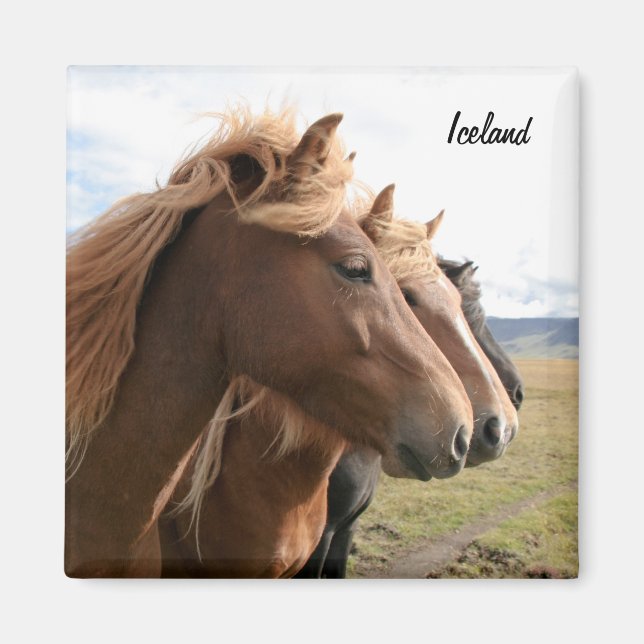 Trois chevaux d'Islande en ligne Aimant (Devant)
