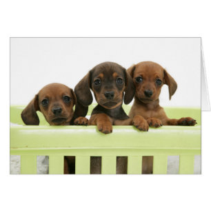 Trois chiots adorables de basset allemand