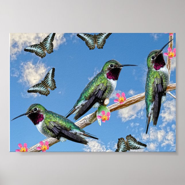 Trois colibris perchés sur une affiche de branche (Devant)