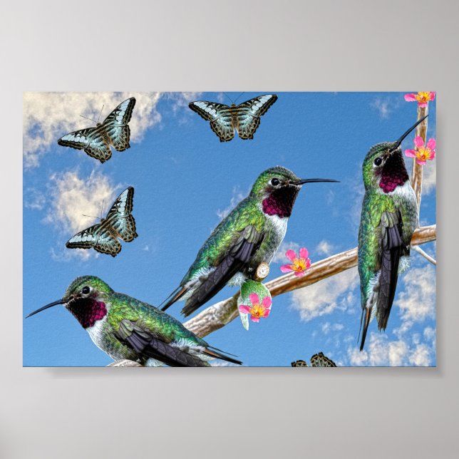 Trois colibris perchés sur une affiche de branche (Devant)