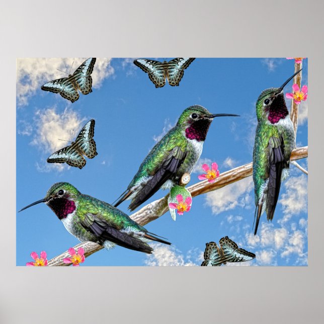 Trois colibris perchés sur une affiche de branche (Devant)