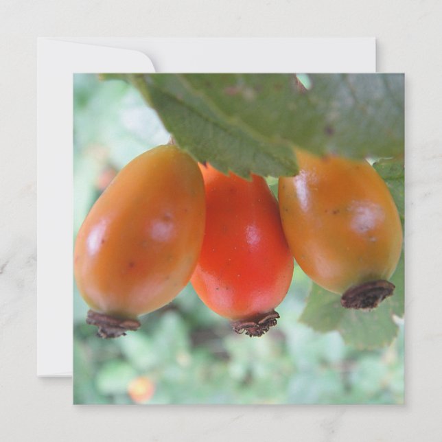 Trois cynorhodons orange (Devant)