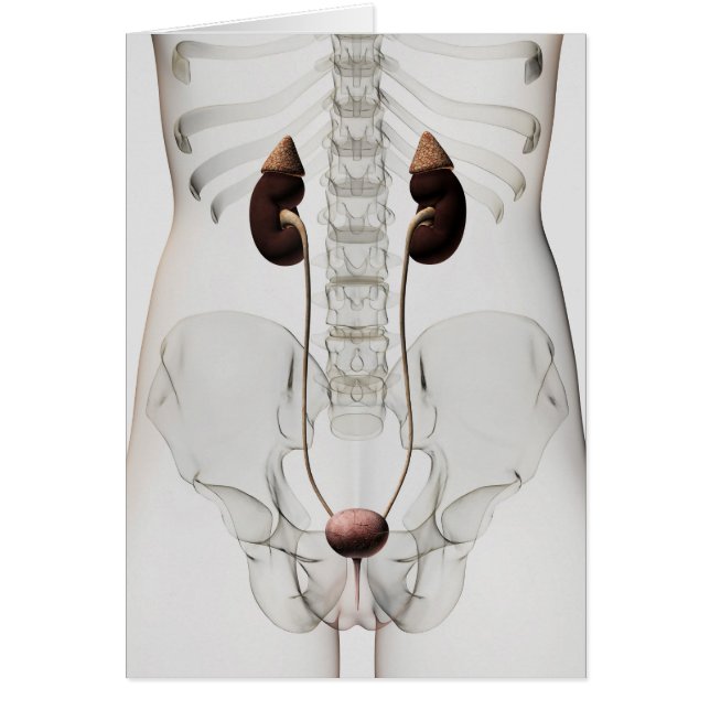 Trois Dimensions Du Système Urinaire Féminin (Devant)