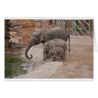Trois éléphants