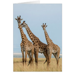 Trois girafes posant