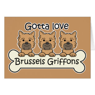 Trois griffons de Bruxelles