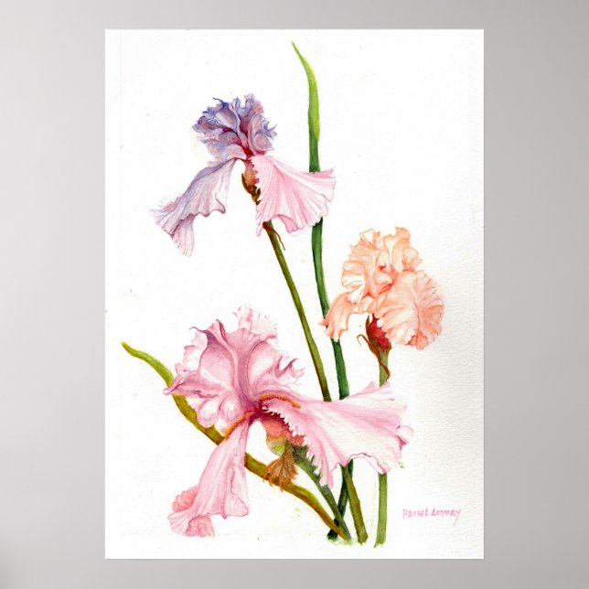 Trois Iris Pastel Affiche Papier (Mat) (Devant)