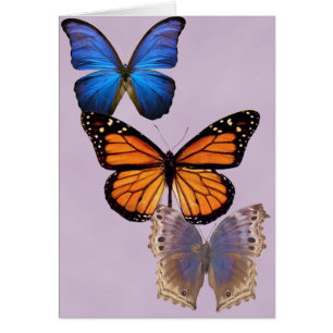 Trois Jolies papillons