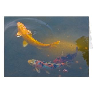 Trois Koi