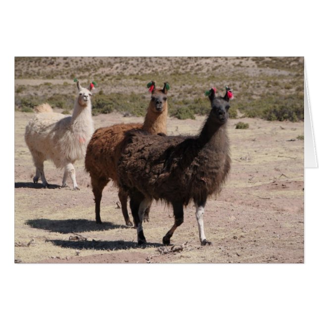 Trois Llamas Brown non carte (Devant Horizontal)