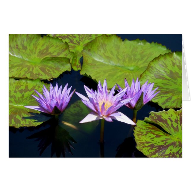 Trois Lys D'Eau Violets (Devant horizontal)