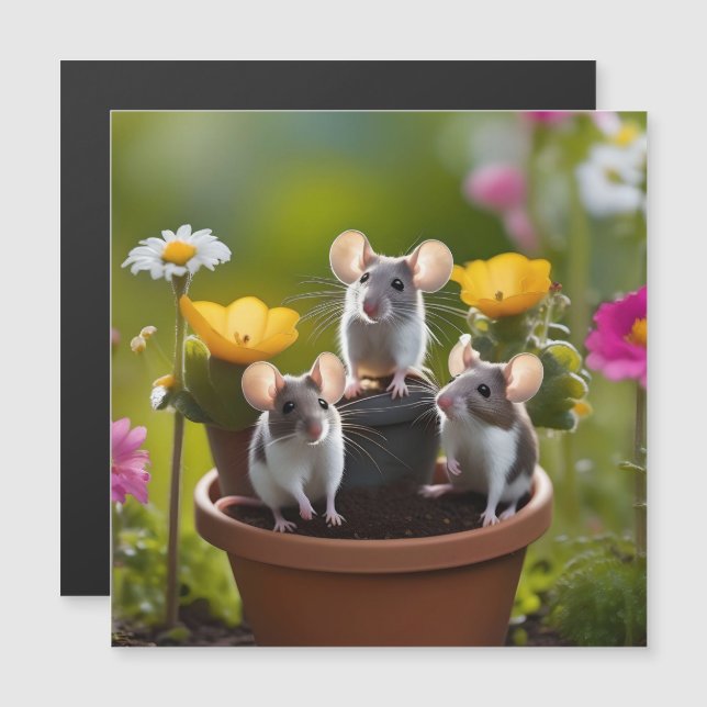 Trois Mètres Dans Des Pots À Fleurs, (Devant / Derrière)