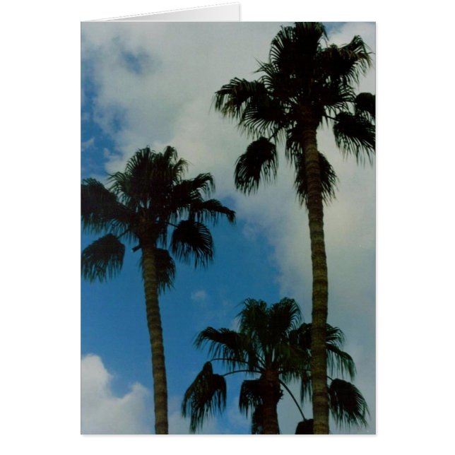 Trois Palmes (Devant)