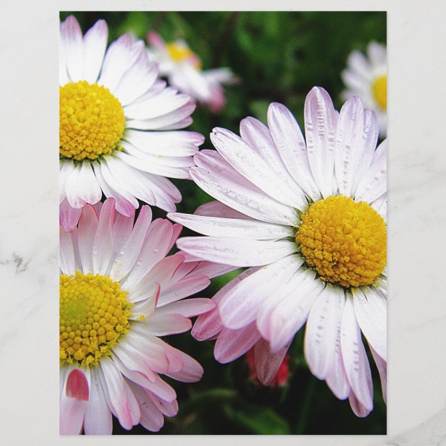 Trois pâtés roses (Devant)