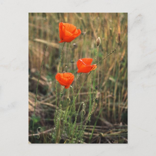 Trois pavois | Cartes postales (Devant)