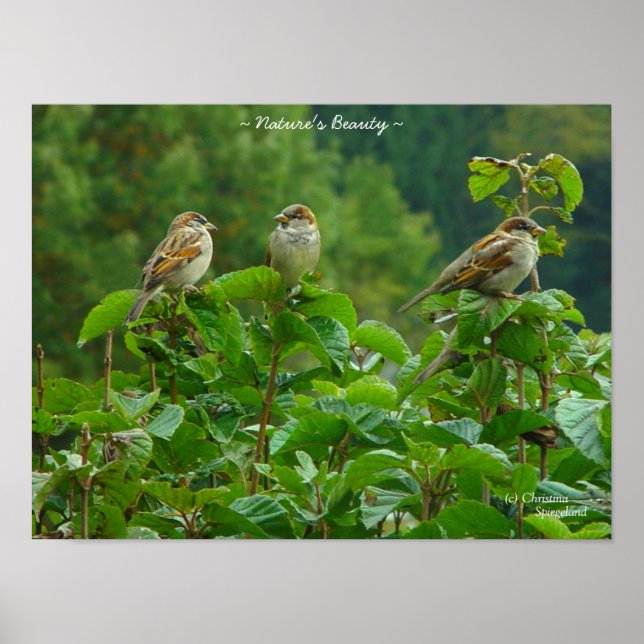 Trois petits amis oiseaux Poster (Devant)