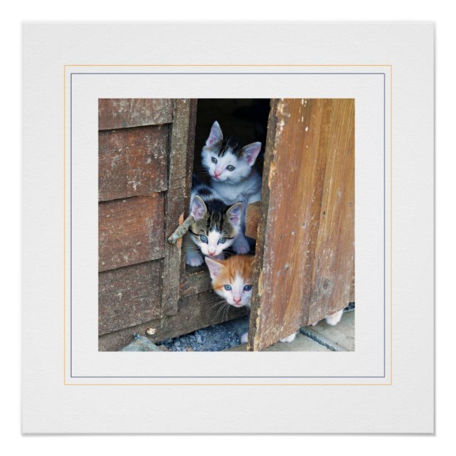 Trois Petits Chatons Photographie Poster brillant (Devant)