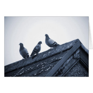 Trois pigeons sur un toit