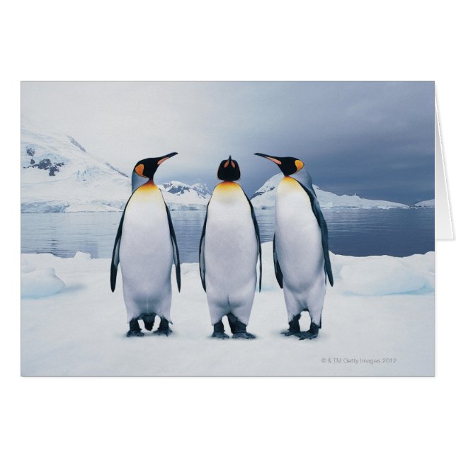 Trois pingouins royaux (Devant horizontal)