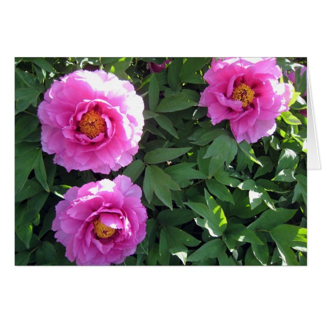 Trois pivoines roses (Devant Horizontal)