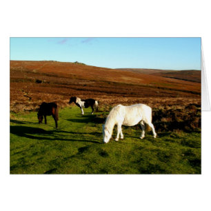 Trois poneys sur Dartmoor
