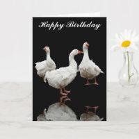 TROIS SEBASTOPOL GEESE PHOTO CARTE DE SALUT NOIR