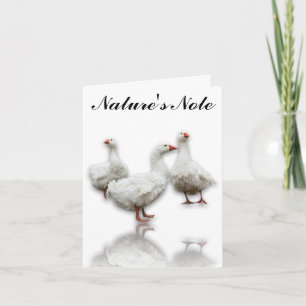 TROIS SEBASTOPOL GEESE SUR CARTE DE REMARQUE D'OIS