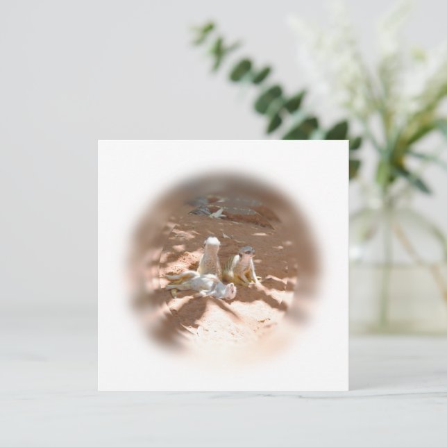Trois suricates s'amusent au soleil, carte plate (Debout devant)