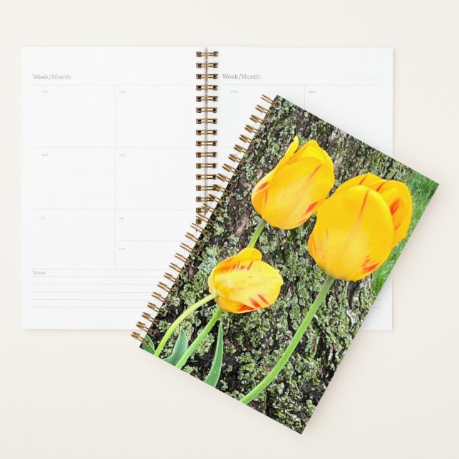 Trois Tulipes Jaunes / (Devant avec enveloppe)