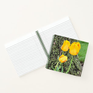 Trois Tulipes Jaunes / Journal