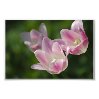 Trois tulipes roses photo