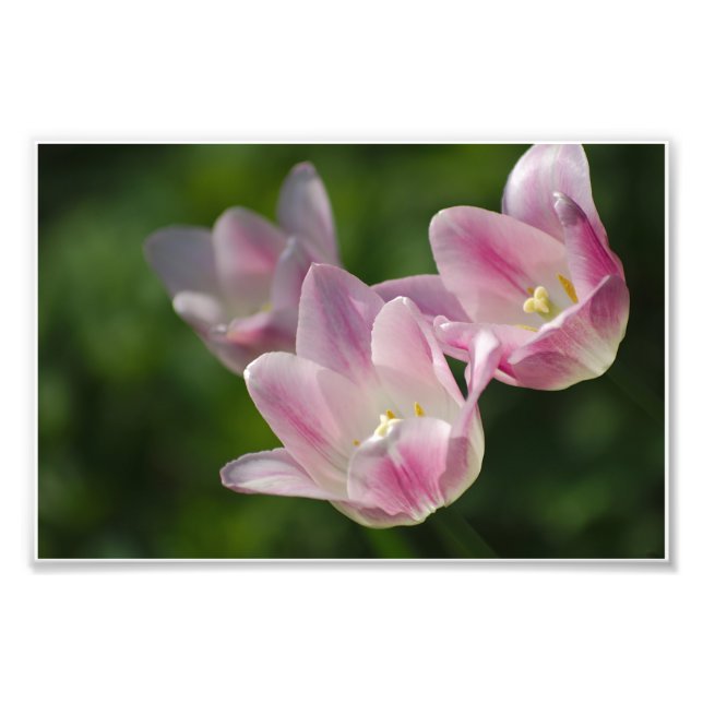 Trois tulipes roses photo (Devant)