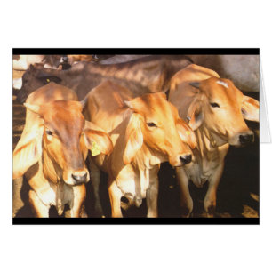 Trois vaches Brown en Golden Sunlight Carte de voe