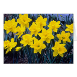 trompette jaune Narcissi, fleurs du roi Alfred