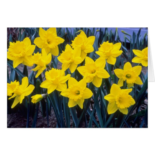 trompette jaune Narcissi, fleurs du roi Alfred (Devant horizontal)