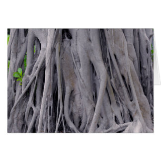 Tronc d'arbre de Banyan