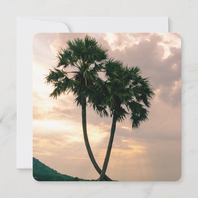 Tropical Paradise Beach Palm Destiny Destiny'S (Devant)