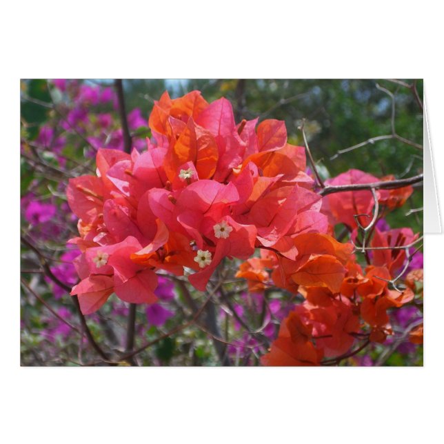 Tropical Pink Bougainvillea Island Floral (Devant horizontal)