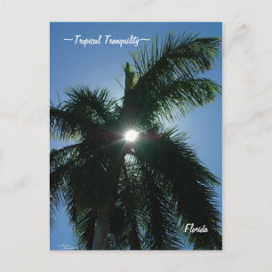 Tropical Tranquilité Floride Carte postale