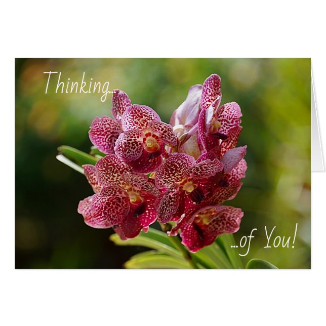 Tropical Vanda Orchid Cluster Card (Devant horizontal)