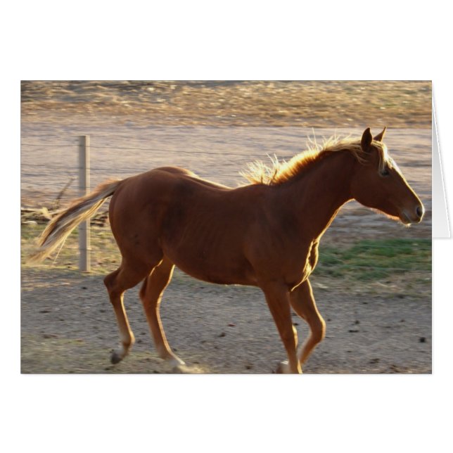 Trot activé (Devant horizontal)