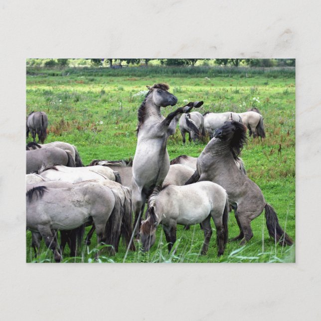 troupeau de chevaux konik sauvages carte postale (Devant)