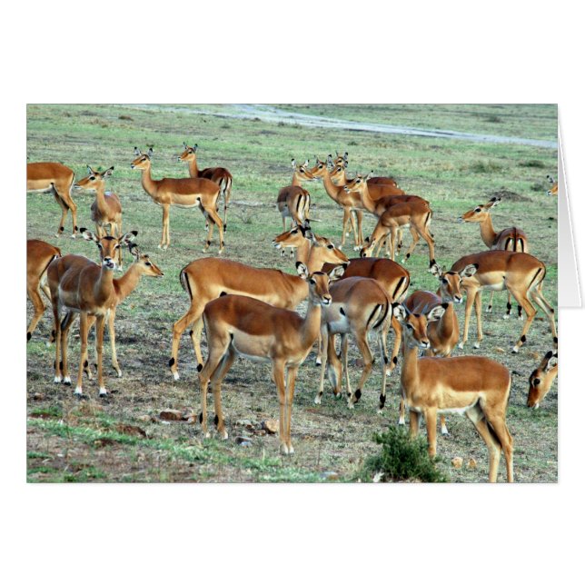 troupeau de gazelle (Devant horizontal)