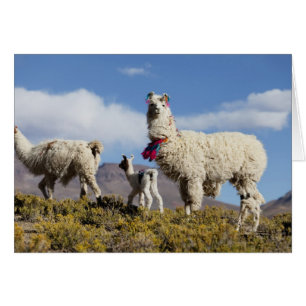 Troupeau de lamas décorés dans la Puna, montagnes 